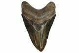 Serrated, Fossil Megalodon Tooth - Georgia #107237-1